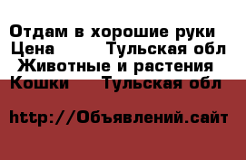 Отдам в хорошие руки › Цена ­ 50 - Тульская обл. Животные и растения » Кошки   . Тульская обл.